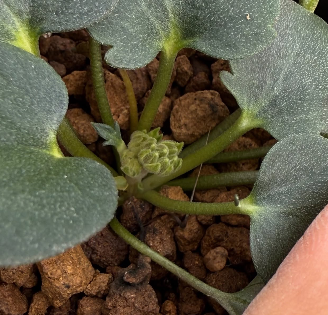 Pelargonium nervifolium 4 Pieces Seeds
