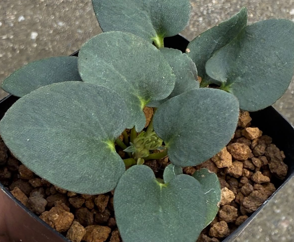 Pelargonium nervifolium 4 Pieces Seeds