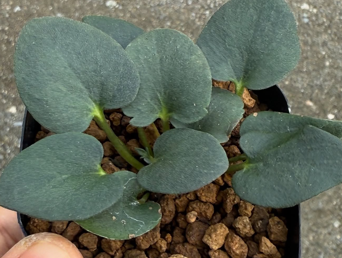 Pelargonium nervifolium 4 Pieces Seeds