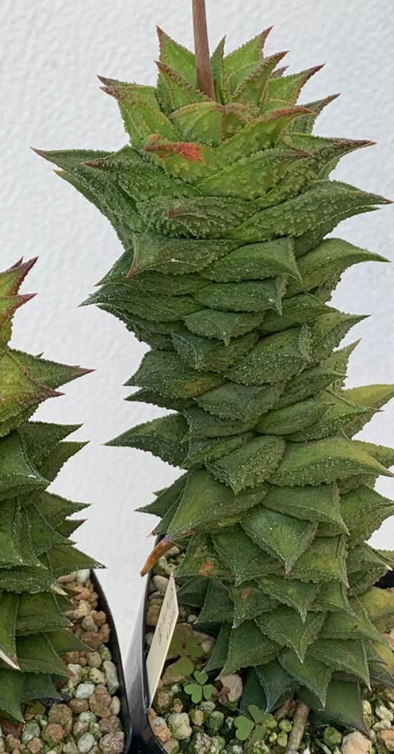 Astroloba asperavarmajor 10 Pieces Seeds
