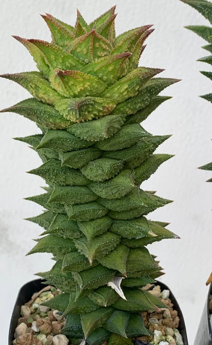 Astroloba asperavarmajor 10 Pieces Seeds