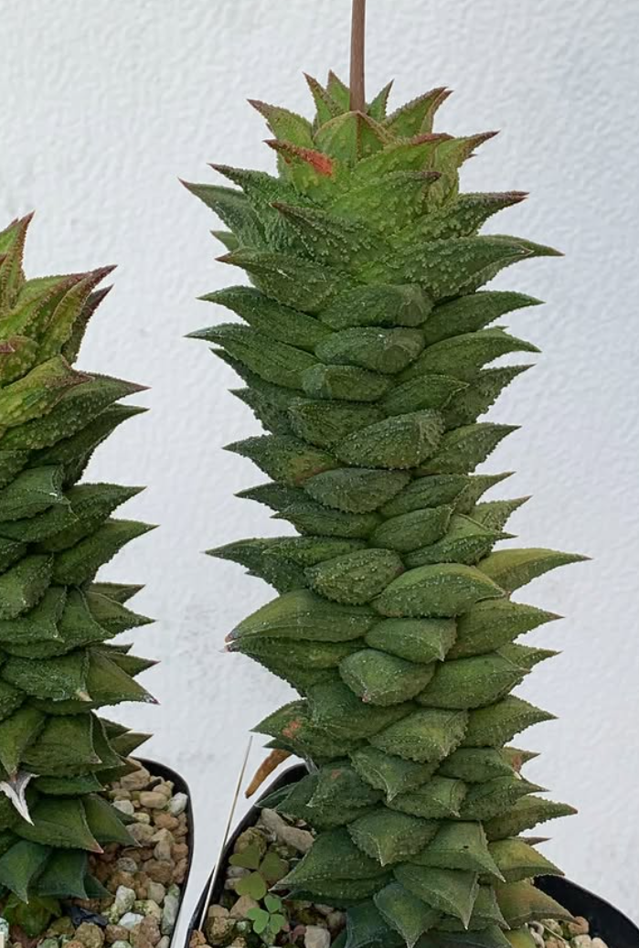 Astroloba asperavarmajor 10 Pieces Seeds