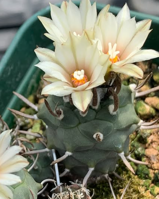Turbinicarpus schmiedickeanus var. klinkerianus 10 Pieces Seeds