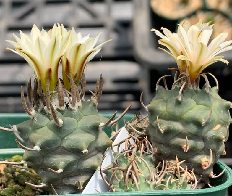 Turbinicarpus schmiedickeanus var. klinkerianus 10 Pieces Seeds