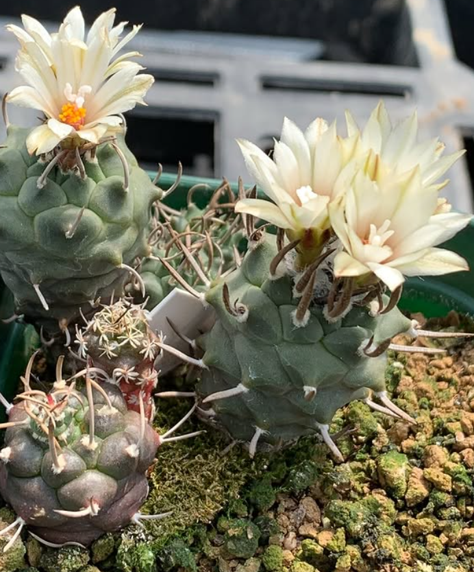 Turbinicarpus schmiedickeanus var. klinkerianus 10 Pieces Seeds