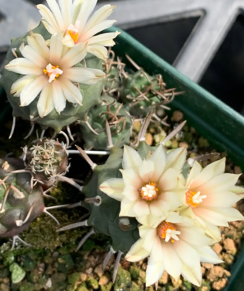 Turbinicarpus schmiedickeanus var. klinkerianus 10 Pieces Seeds