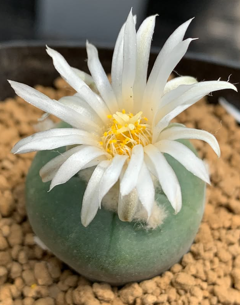 Lophophora alberto-vojtechii f. Nuevo León 10 Pieces Seeds