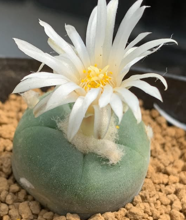Lophophora alberto-vojtechii f. Nuevo León 10 Pieces Seeds