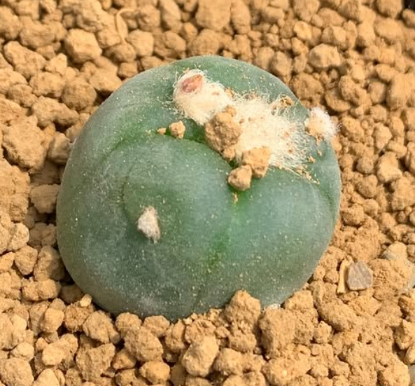 Lophophora alberto-vojtechii f. Nuevo León 10 Pieces Seeds