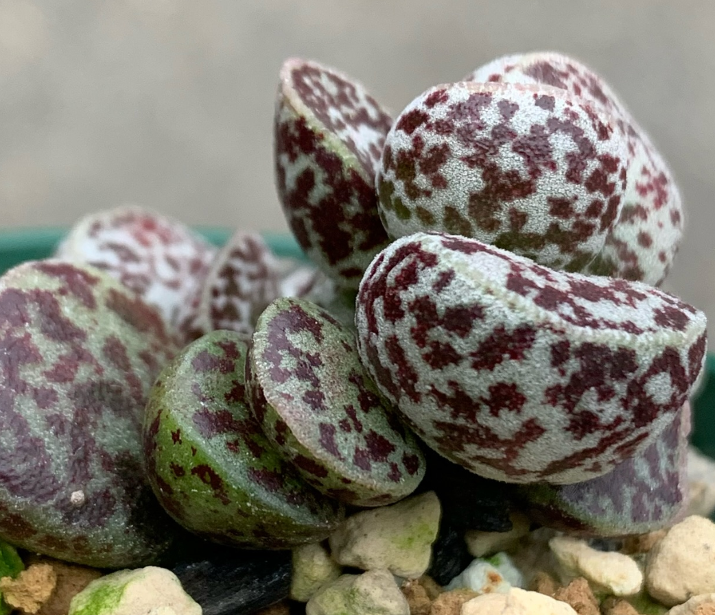 Adromischus marianiae 'Bryan Makin' 10 Pieces Seeds