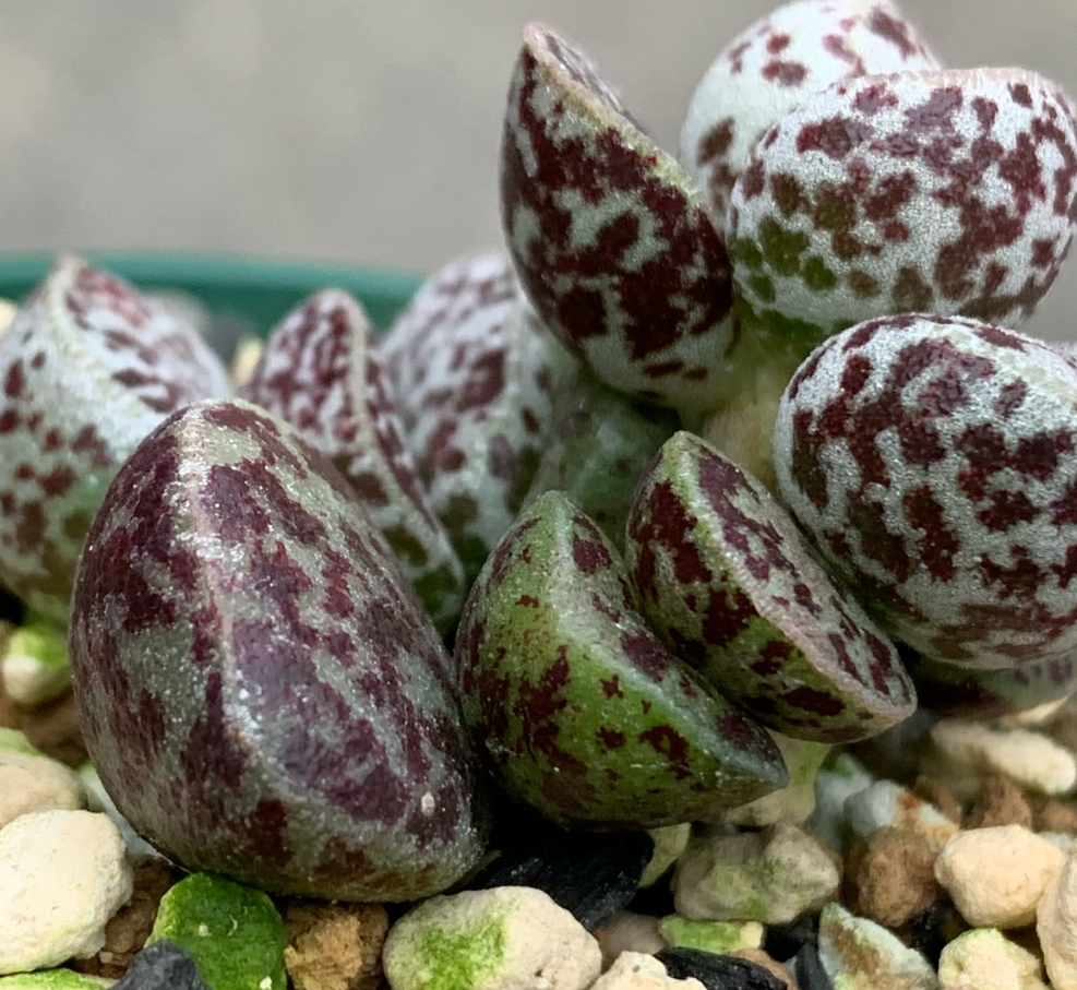 Adromischus marianiae 'Bryan Makin' 10 Pieces Seeds