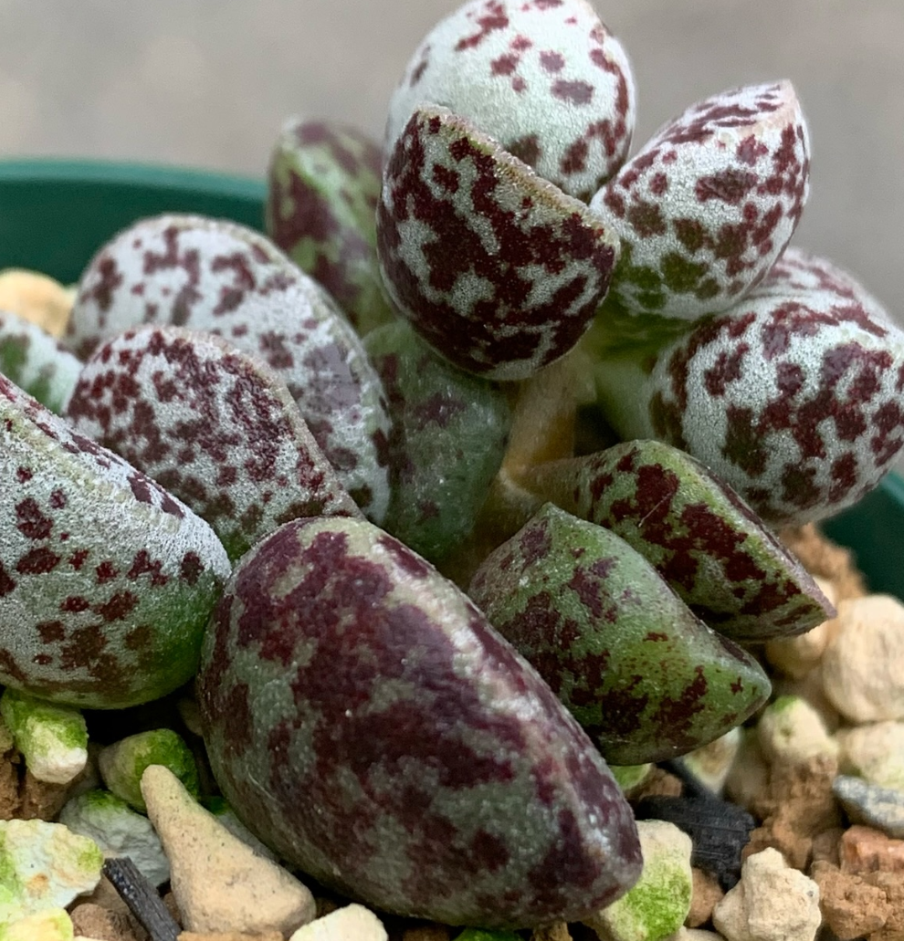 Adromischus marianiae 'Bryan Makin' 10 Pieces Seeds