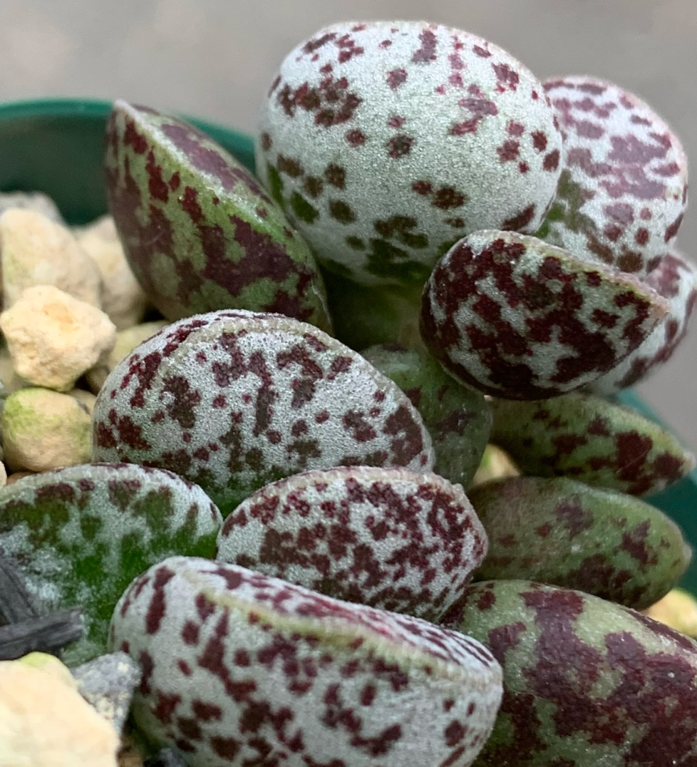 Adromischus marianiae 'Bryan Makin' 10 Pieces Seeds
