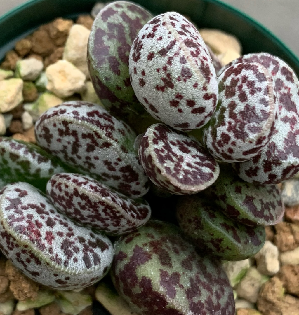 Adromischus marianiae 'Bryan Makin' 10 Pieces Seeds