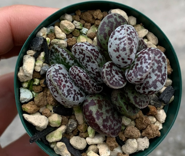 Adromischus marianiae 'Bryan Makin' 10 Pieces Seeds