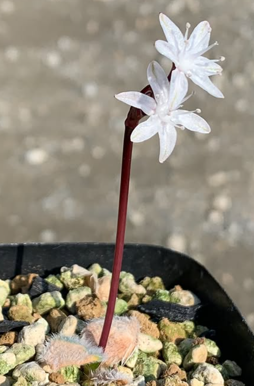 Strumaria villosa 5 Pieces Seeds