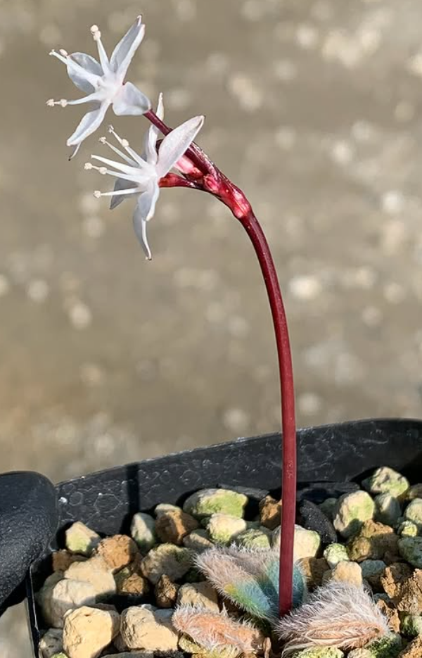 Strumaria villosa 5 Pieces Seeds