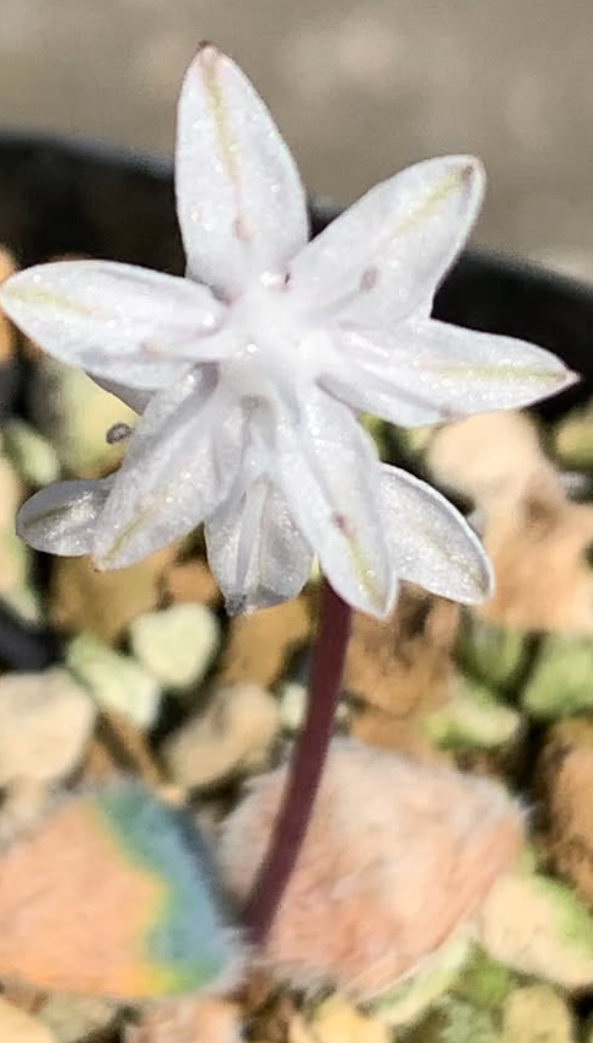 Strumaria villosa 5 Pieces Seeds