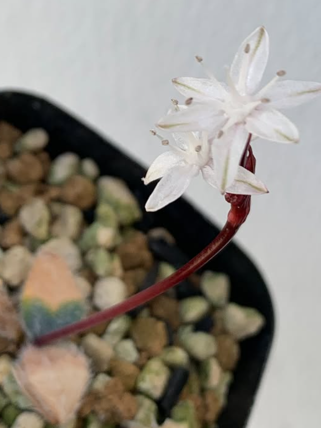 Strumaria villosa 5 Pieces Seeds