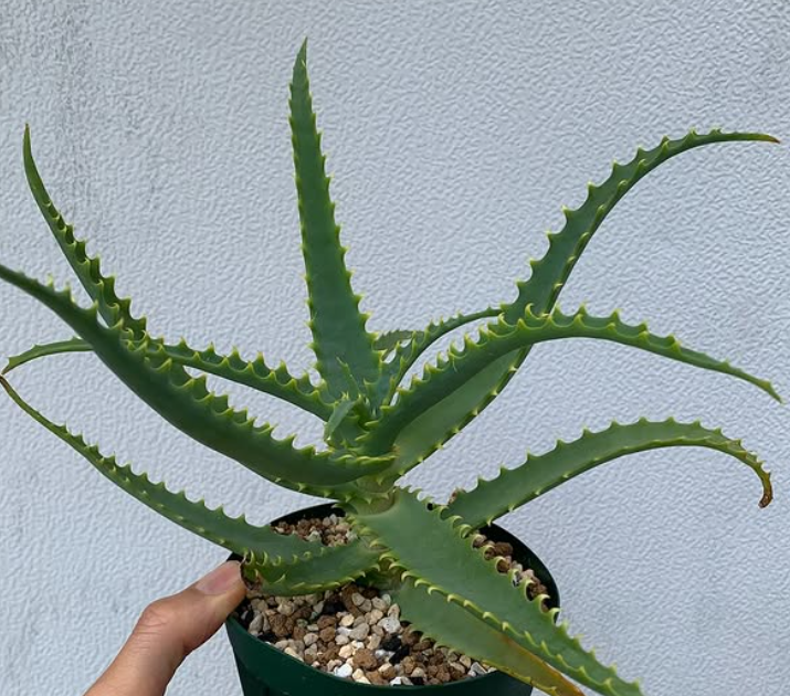 Aloe arborescens subsp. mzimnyati 15 Pieces Seeds