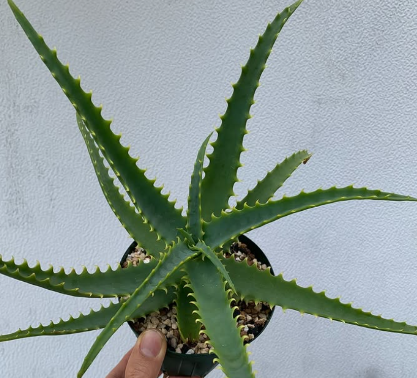 Aloe arborescens subsp. mzimnyati 15 Pieces Seeds