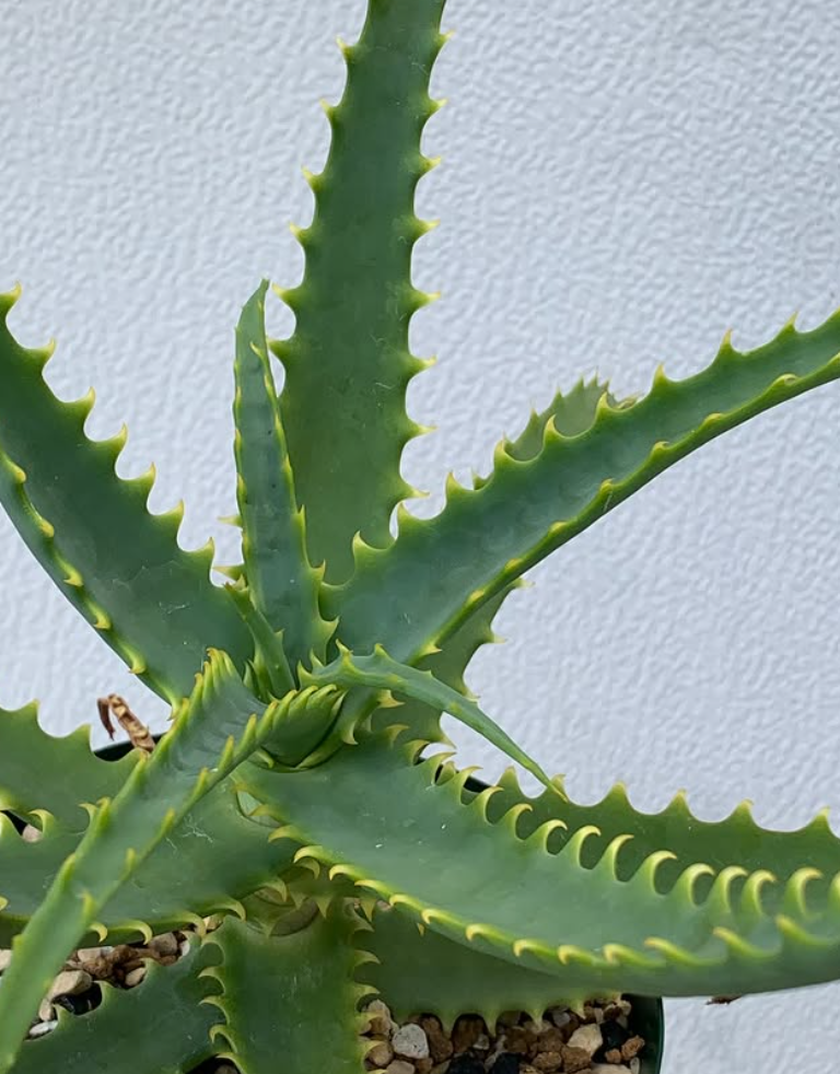 Aloe arborescens subsp. mzimnyati 15 Pieces Seeds
