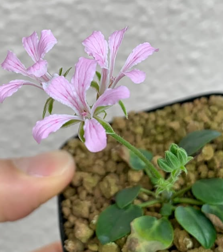 Pelargonium chamaedrifolium 3 Pieces Seeds