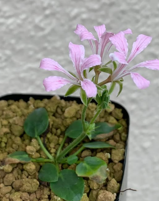 Pelargonium chamaedrifolium 3 Pieces Seeds