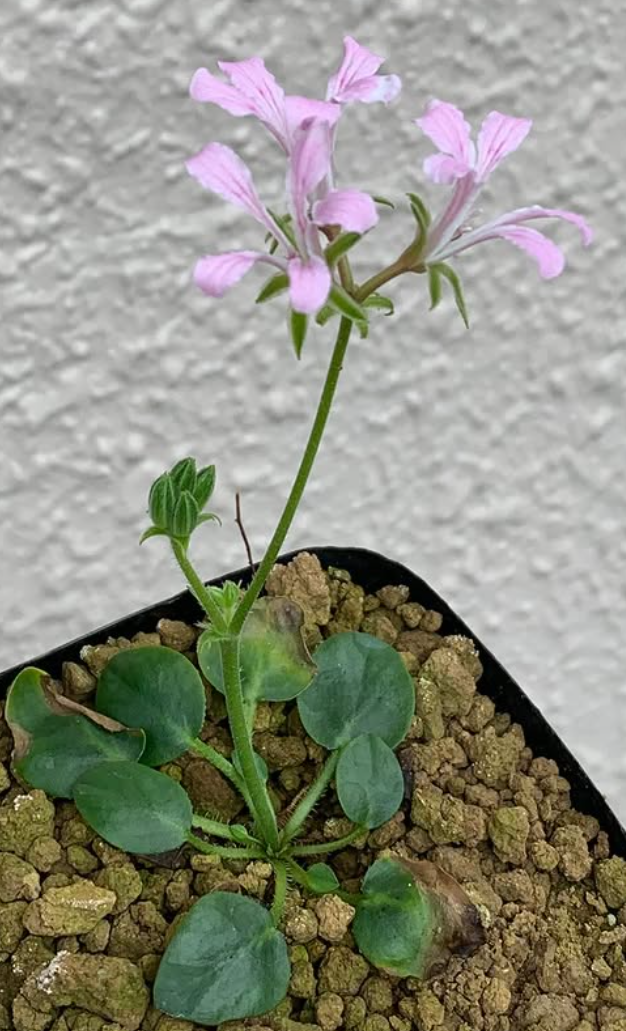 Pelargonium chamaedrifolium 3 Pieces Seeds