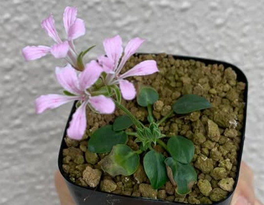 Pelargonium chamaedrifolium 3 Pieces Seeds