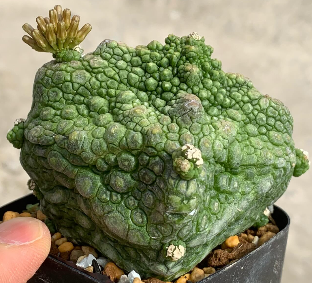 Pseudolithos cubiformis 10 Pieces Seeds