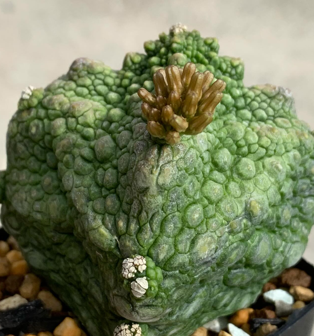 Pseudolithos cubiformis 10 Pieces Seeds
