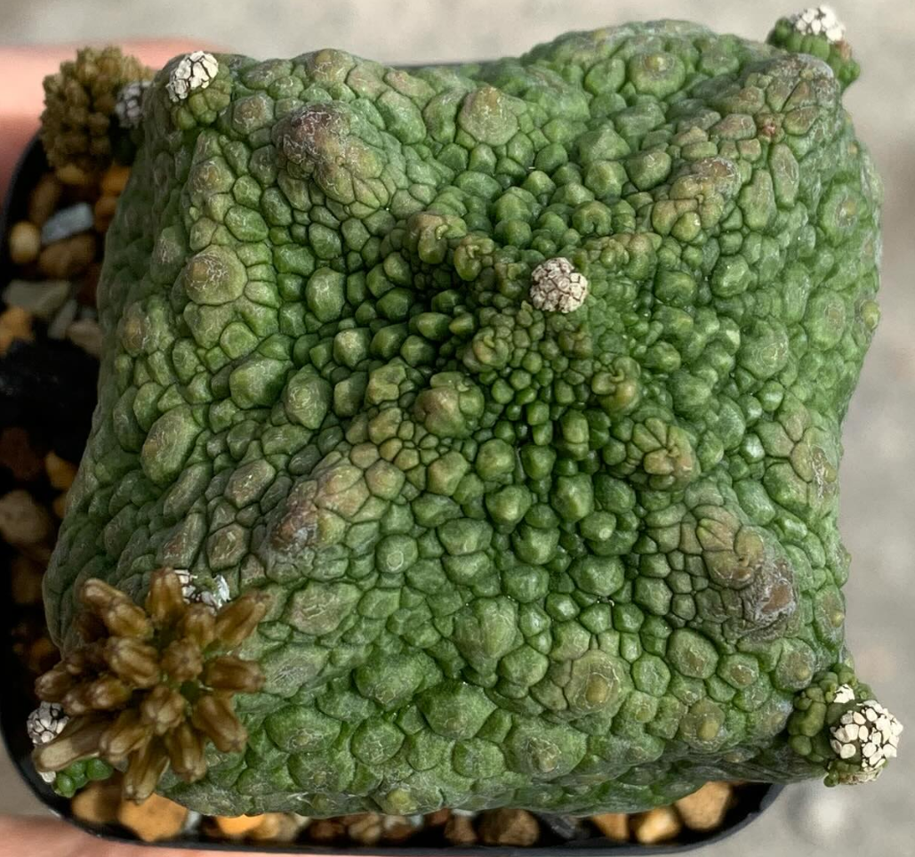 Pseudolithos cubiformis 10 Pieces Seeds