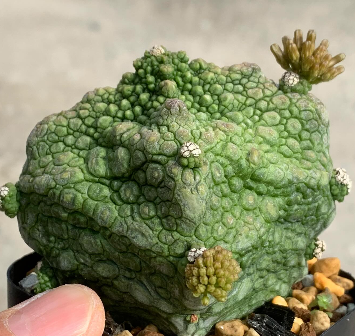 Pseudolithos cubiformis 10 Pieces Seeds
