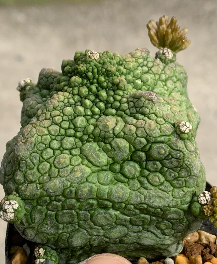 Pseudolithos cubiformis 10 Pieces Seeds