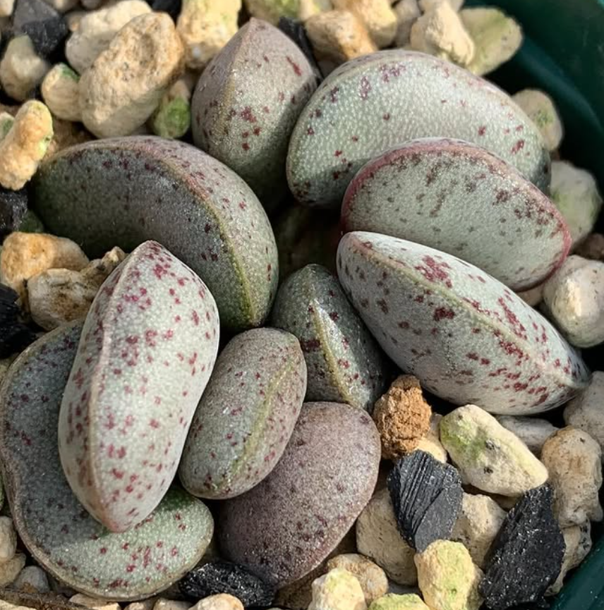 Adromischus bicolor 10 Pieces Seeds