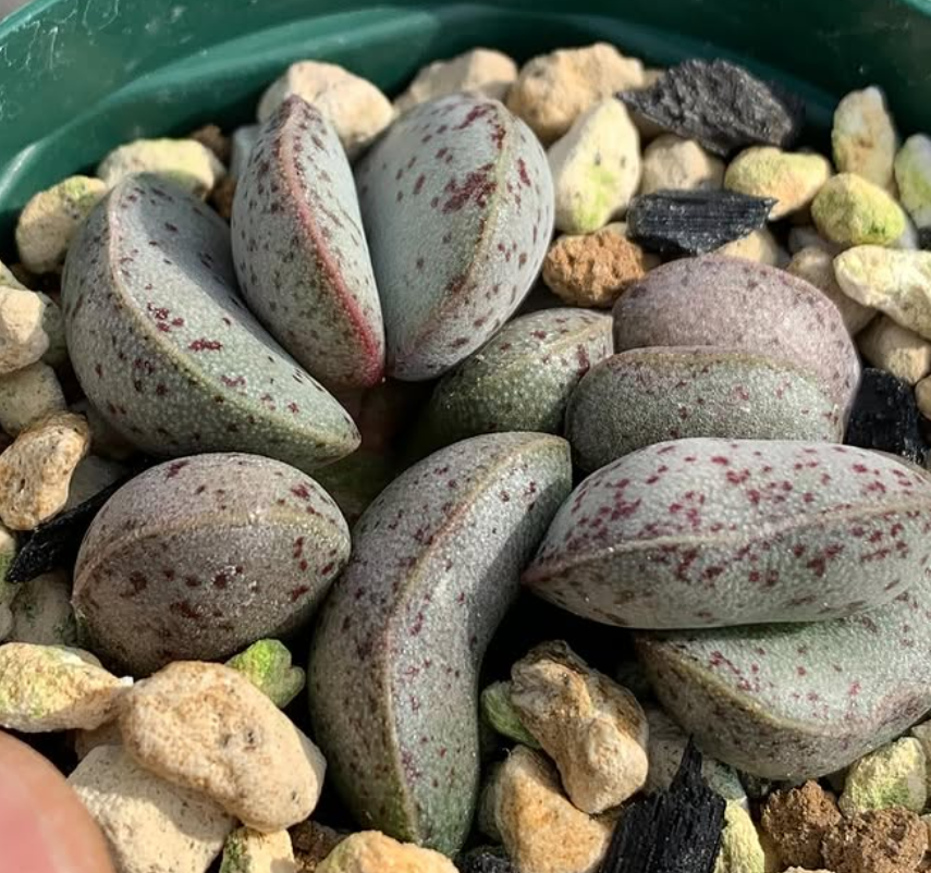 Adromischus bicolor 10 Pieces Seeds
