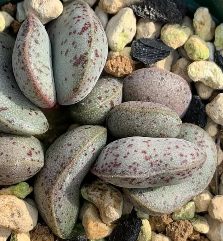 Adromischus bicolor 10 Pieces Seeds
