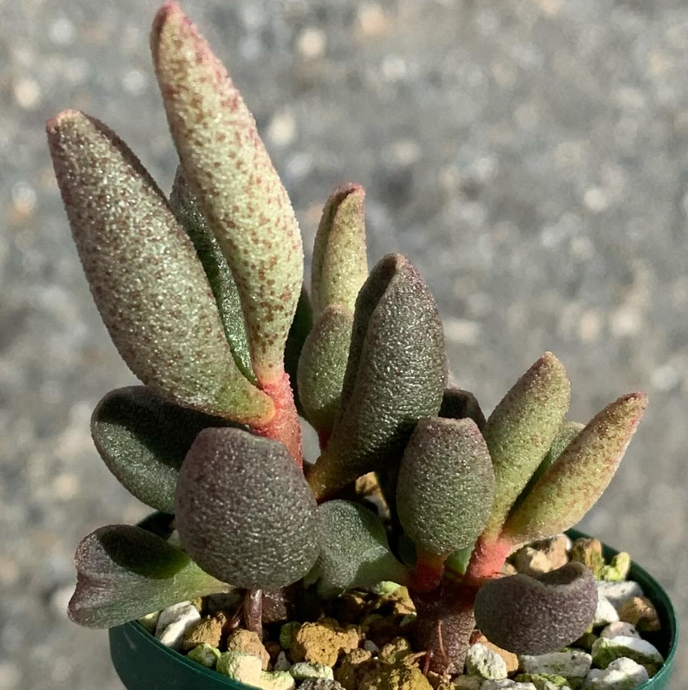 Adromischus marianae var. antidorcatum 'Silverfontein' 10 Pieces Seeds