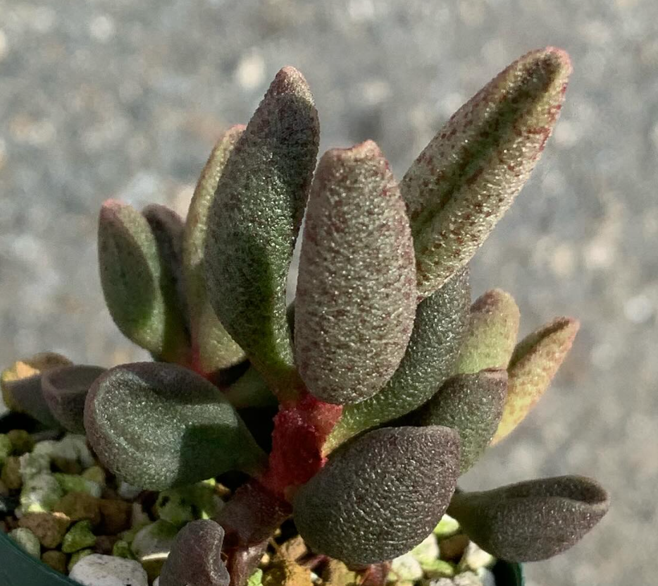 Adromischus marianae var. antidorcatum 'Silverfontein' 10 Pieces Seeds