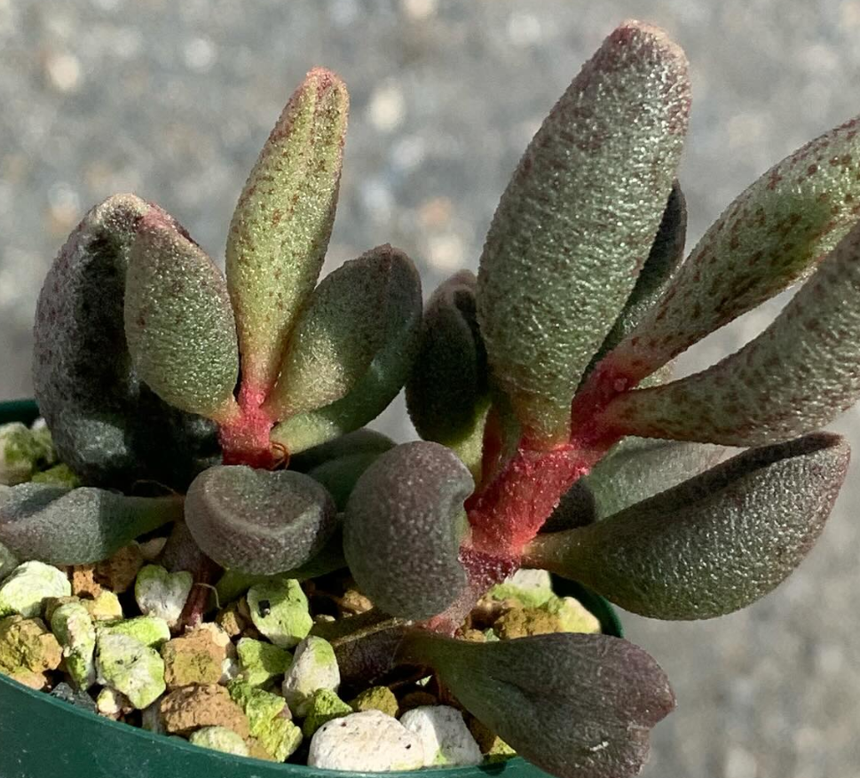Adromischus marianae var. antidorcatum 'Silverfontein' 10 Pieces Seeds