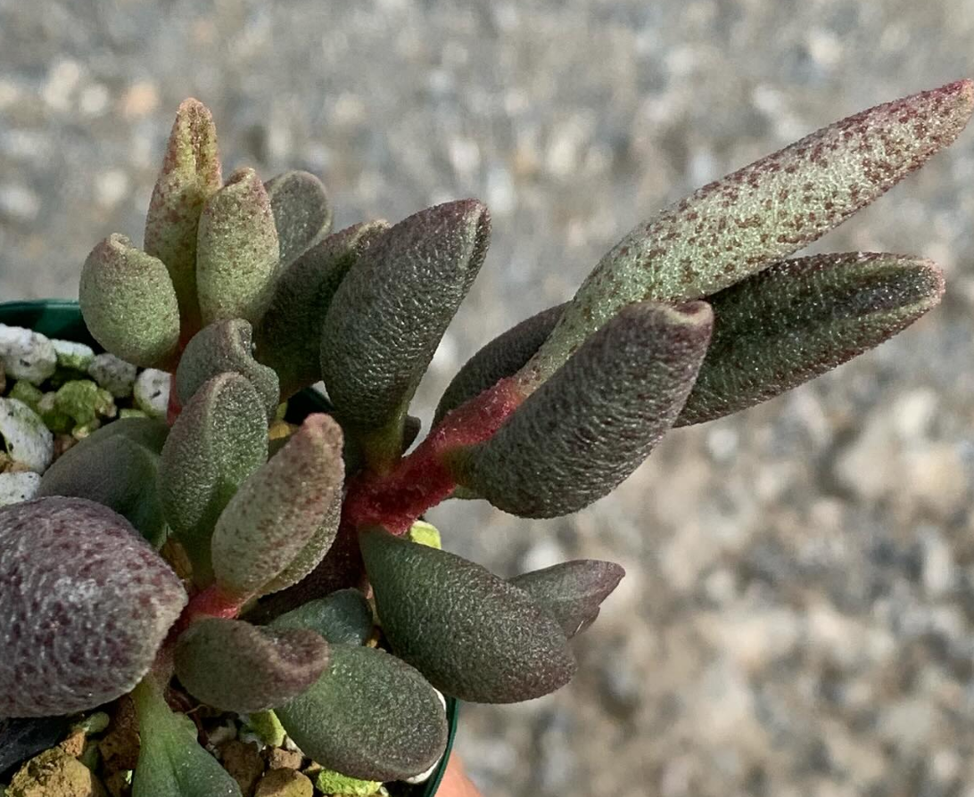 Adromischus marianae var. antidorcatum 'Silverfontein' 10 Pieces Seeds