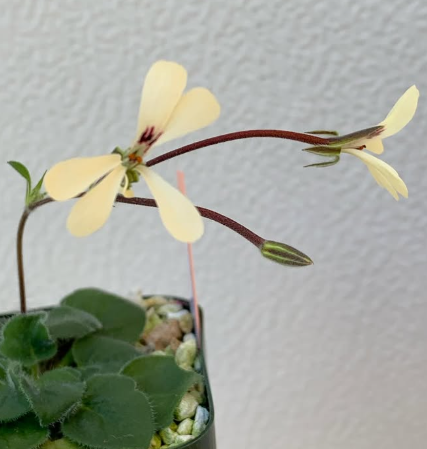 Pelargonium ladysmithianum 3 Pieces Seeds