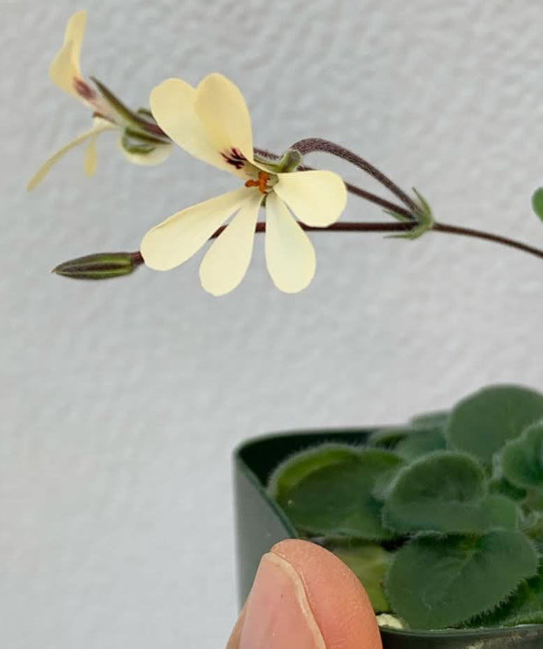 Pelargonium ladysmithianum 3 Pieces Seeds