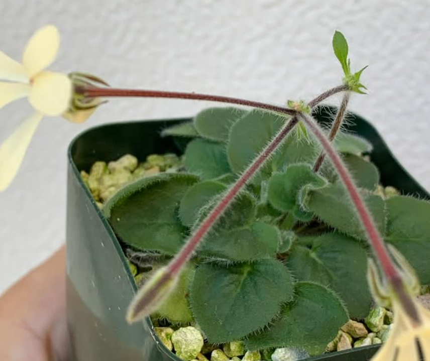Pelargonium ladysmithianum 3 Pieces Seeds