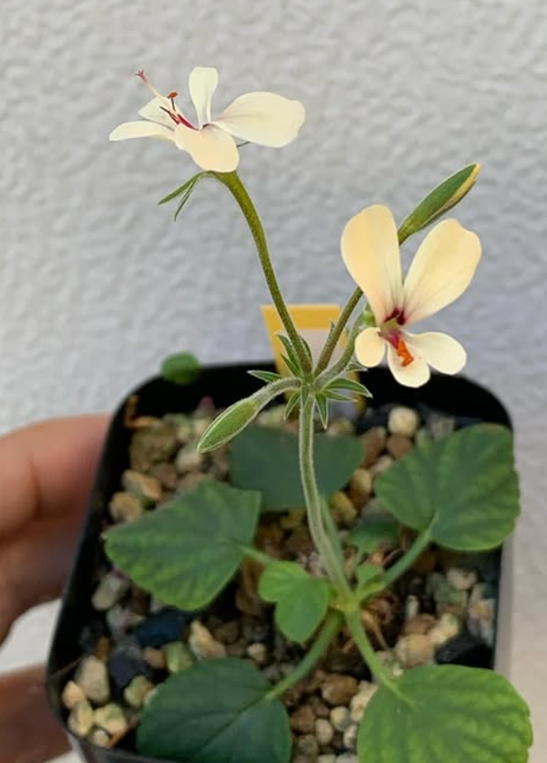 Pelargonium grenvilleae 3 Pieces Seeds