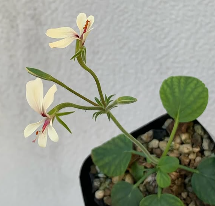 Pelargonium grenvilleae 3 Pieces Seeds