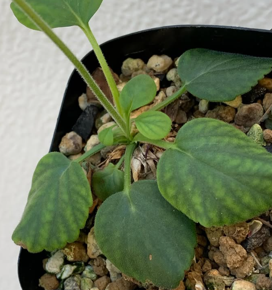 Pelargonium grenvilleae 3 Pieces Seeds