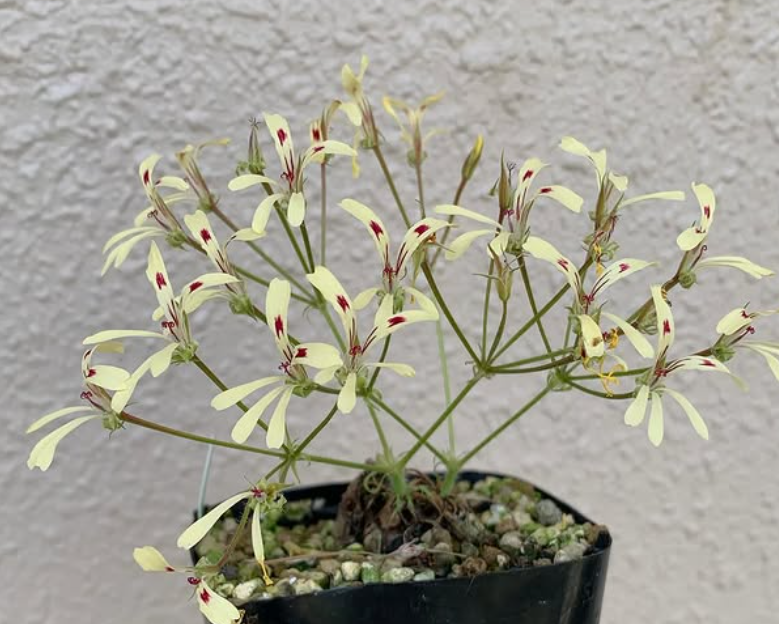 Pelargonium 'Filicifolium' 3 Pieces Seeds