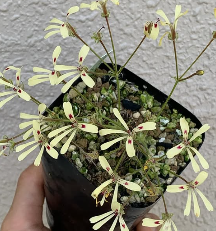 Pelargonium 'Filicifolium' 3 Pieces Seeds
